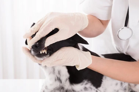 dog dentist in Middle
