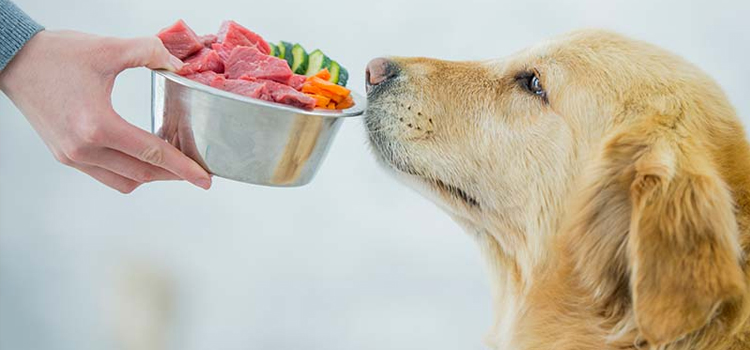 animal hospital nutritional counseling in Closter