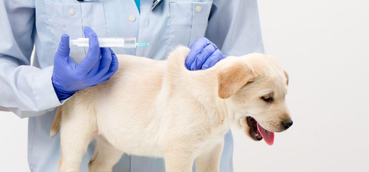 dog vaccination hospital in Califon