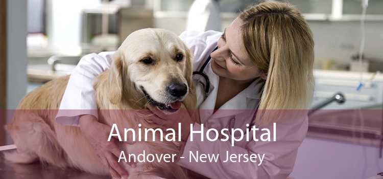 Animal Hospital Andover - New Jersey