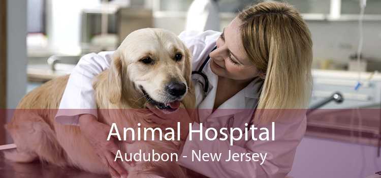 Animal Hospital Audubon - New Jersey