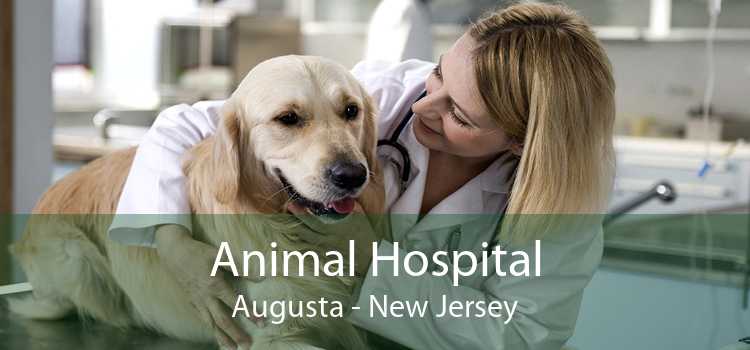 Animal Hospital Augusta - New Jersey