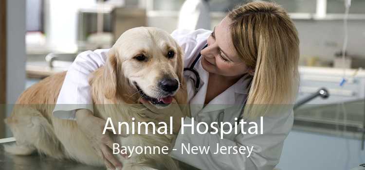 Animal Hospital Bayonne - New Jersey
