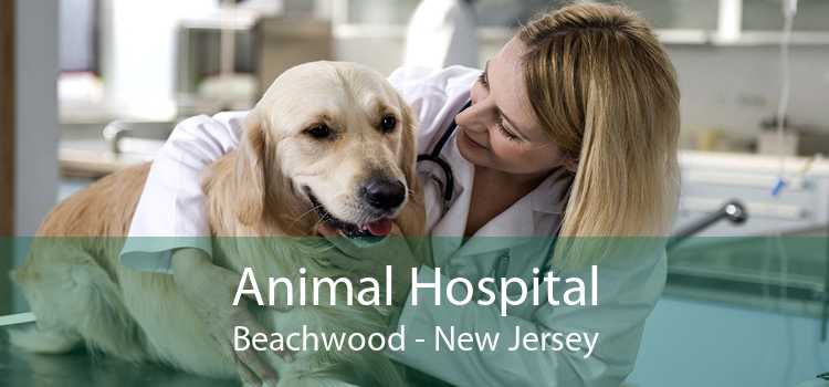 Animal Hospital Beachwood - New Jersey