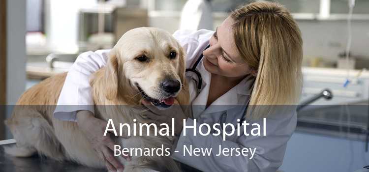 Animal Hospital Bernards - New Jersey