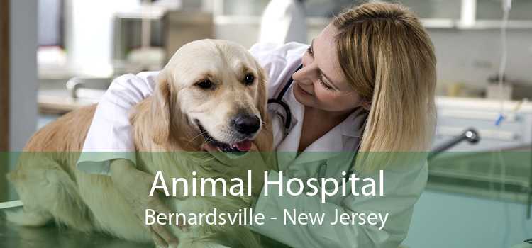 Animal Hospital Bernardsville - New Jersey