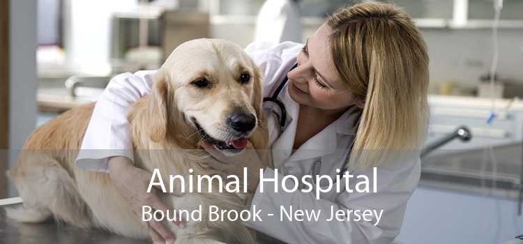 Animal Hospital Bound Brook - New Jersey