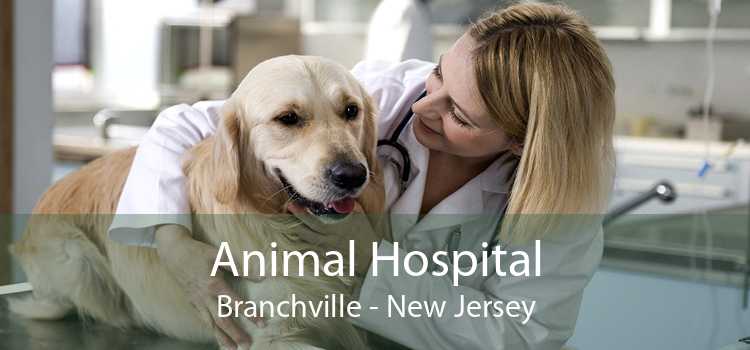 Animal Hospital Branchville - New Jersey