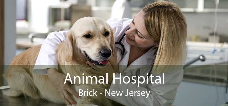 Animal Hospital Brick - New Jersey