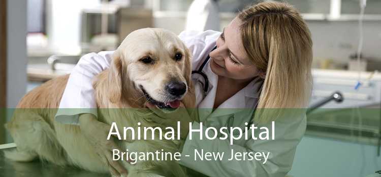 Animal Hospital Brigantine - New Jersey