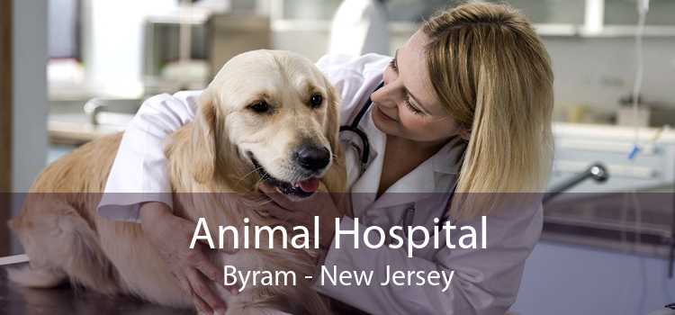 Animal Hospital Byram - New Jersey
