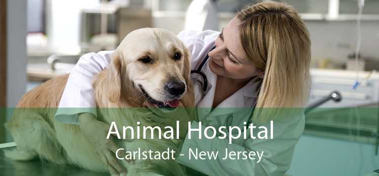 Animal Hospital Carlstadt - New Jersey