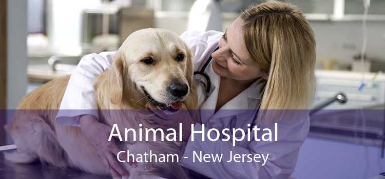 Animal Hospital Chatham - New Jersey