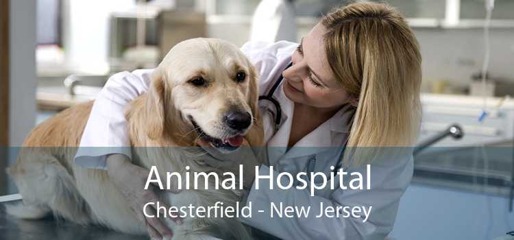 Animal Hospital Chesterfield - New Jersey