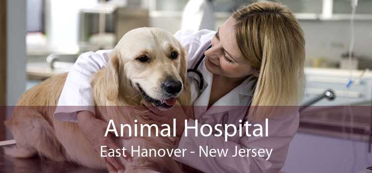 Animal Hospital East Hanover - New Jersey