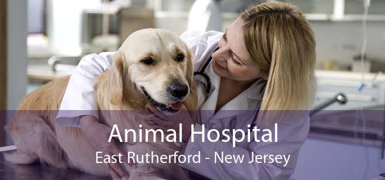 Animal Hospital East Rutherford - New Jersey