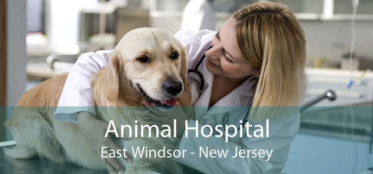 Animal Hospital East Windsor - New Jersey
