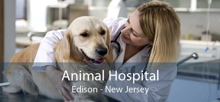 Animal Hospital Edison - New Jersey