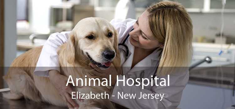 Animal Hospital Elizabeth - New Jersey