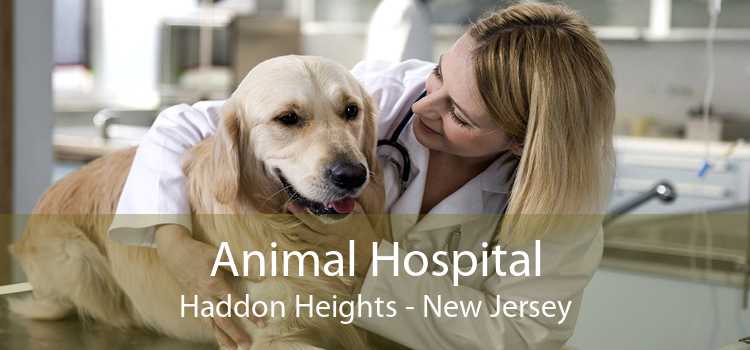Animal Hospital Haddon Heights - New Jersey