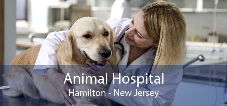 Animal Hospital Hamilton - New Jersey