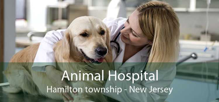 Animal Hospital Hamilton township - New Jersey