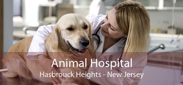 Animal Hospital Hasbrouck Heights - New Jersey