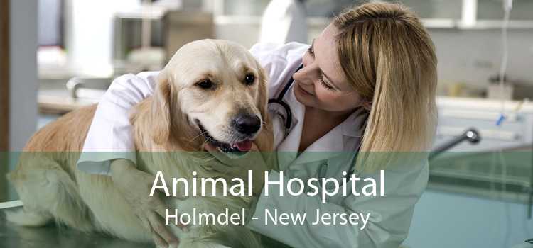 Animal Hospital Holmdel - New Jersey