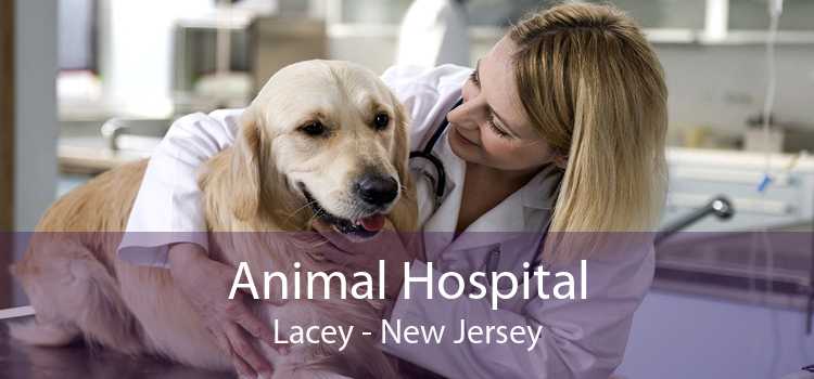 Animal Hospital Lacey - New Jersey
