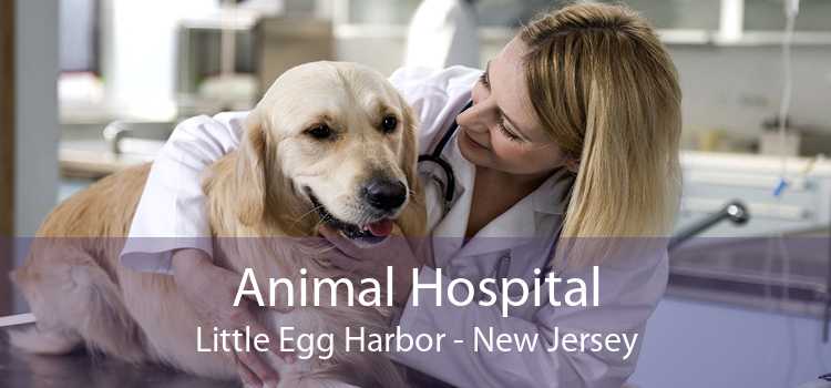 Animal Hospital Little Egg Harbor - New Jersey