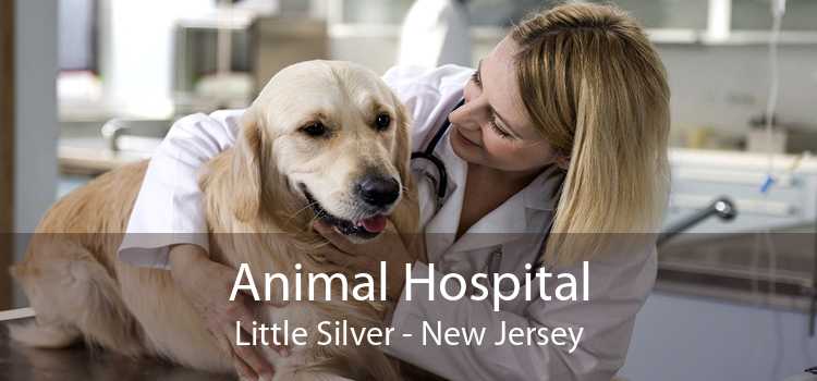 Animal Hospital Little Silver - New Jersey