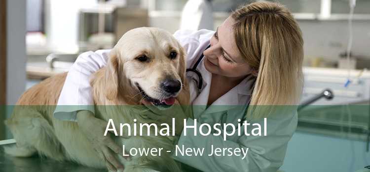 Animal Hospital Lower - New Jersey