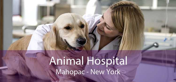 Animal Hospital Mahopac - New York