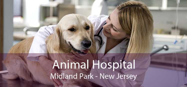 Animal Hospital Midland Park - New Jersey