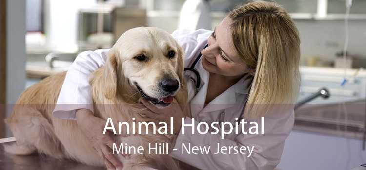 Animal Hospital Mine Hill - New Jersey