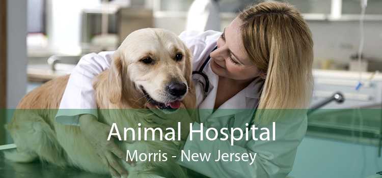 Animal Hospital Morris - New Jersey