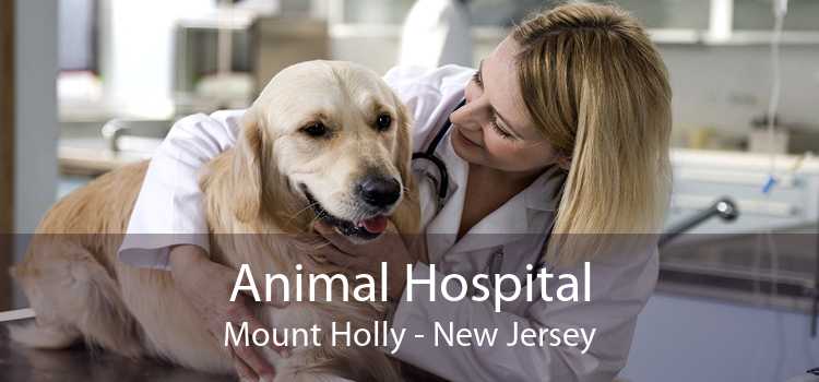 Animal Hospital Mount Holly - New Jersey