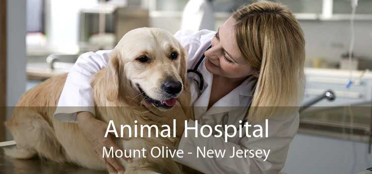 Animal Hospital Mount Olive - New Jersey