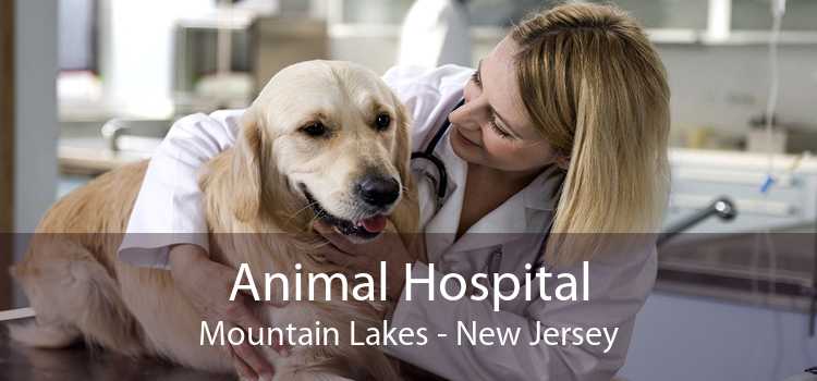Animal Hospital Mountain Lakes - Small, Affordable, And Emergency Animal  Hospital