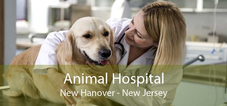 Animal Hospital New Hanover - New Jersey