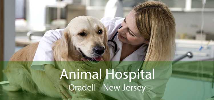 Animal Hospital Oradell - New Jersey