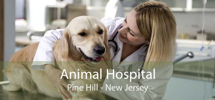 Animal Hospital Pine Hill - New Jersey