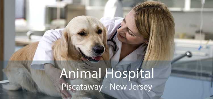 Animal Hospital Piscataway - New Jersey