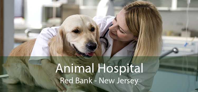 Animal Hospital Red Bank - New Jersey