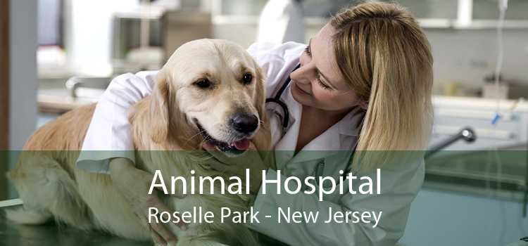 Animal Hospital Roselle Park - New Jersey