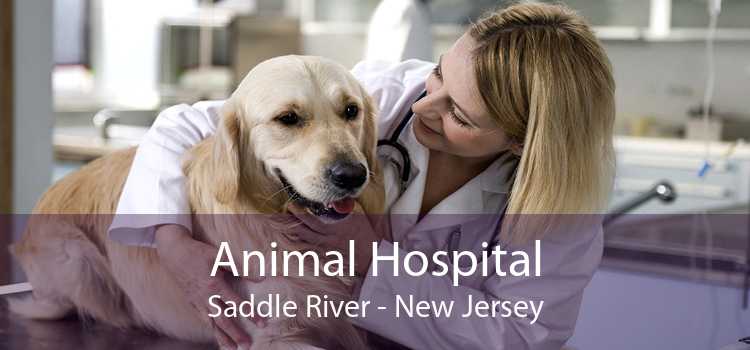 Animal Hospital Saddle River - New Jersey