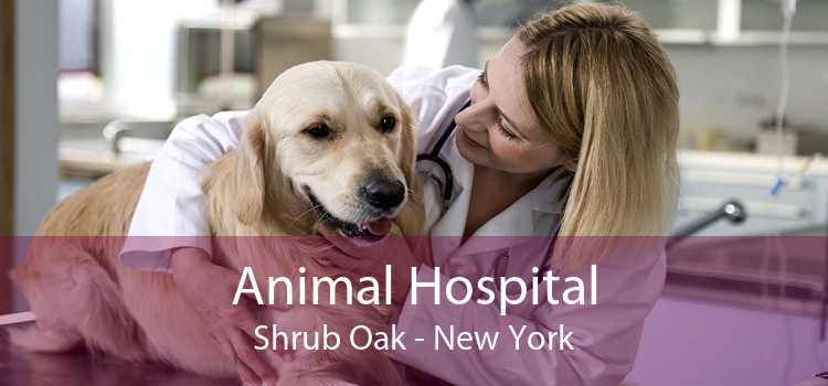 Animal Hospital Shrub Oak - New York