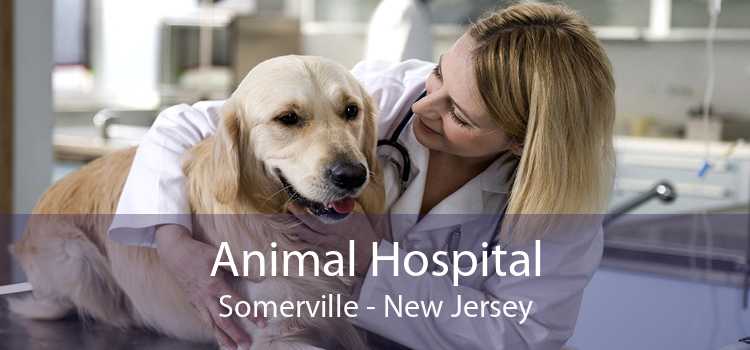 Animal Hospital Somerville - New Jersey