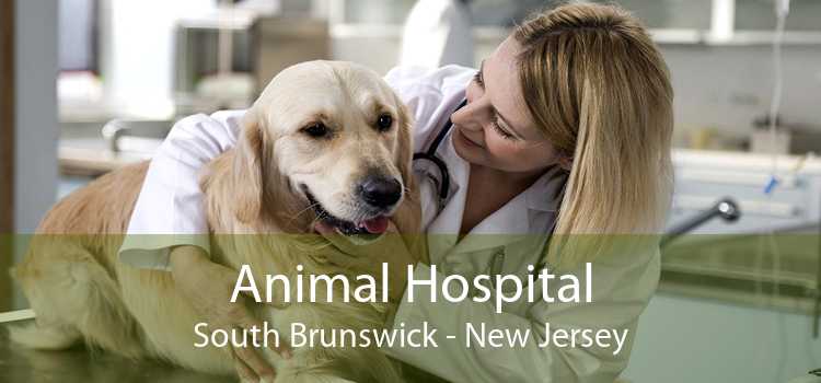 Animal Hospital South Brunswick - New Jersey