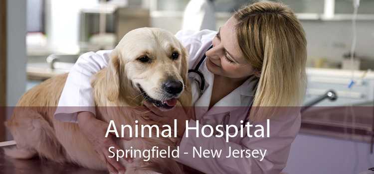 Animal Hospital Springfield - New Jersey
